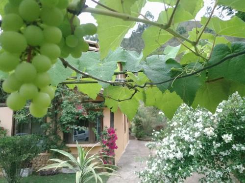 a house with a bunch of grapes hanging from a tree at Quinta da Pedra do Elefante in Petrópolis