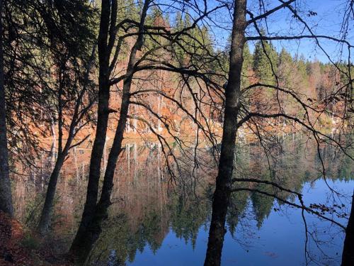a reflection of trees in the water of a lake at Casa Blu Kärnten - One Holiday in Three Countries - Cold&Hottub, Sauna - Piste in Arnoldstein