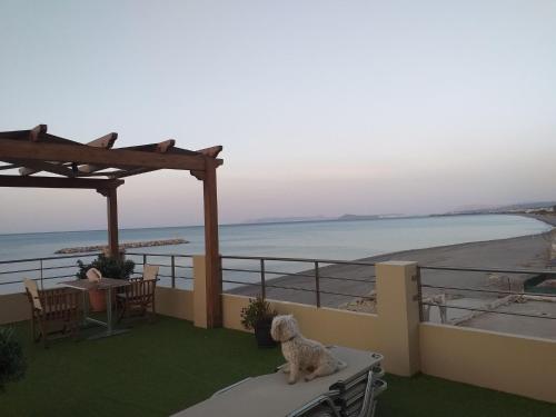 a dog sitting on a balcony looking at the beach at Xristinas Seaside Apartments in Kolymvari