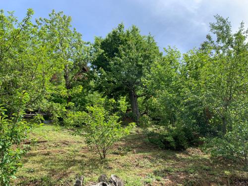 a forest of trees and bushes with a tree at Chalet Alma in Frabosa Sottana