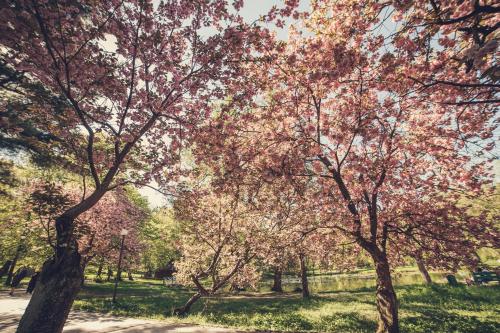 a group of trees in a park with pink leaves at Кайзервальд Клуб in Karpaty