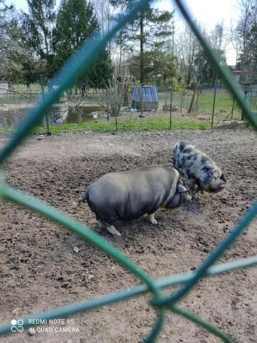 度假屋或附近的動物