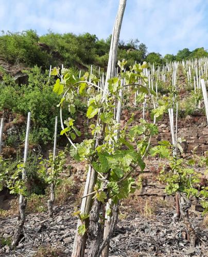 a vineyard with a bunch of green plants at Gästehaus Mona Lisa in Neef
