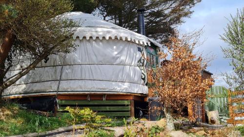 The Tall Pines Yurt