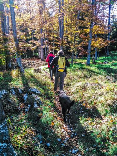 two people and a dog on a trail in the woods at Apartmani ZELENI MEDA in Mitrovac