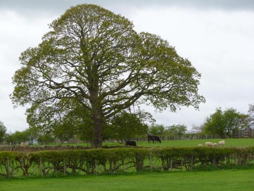 a tree in the middle of a field with sheep at THE GINNEY Country Guest House in Penrith