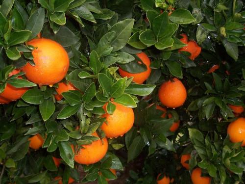 a bunch of oranges growing on a tree at Casa Horadada in Algorfa