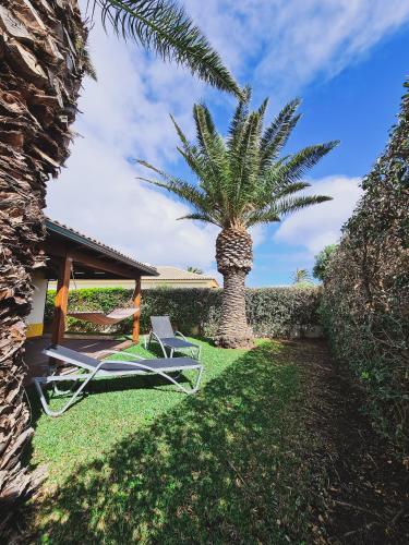 a chair and a palm tree in a yard at Quinta do Ribeiro Salgado's Beach House in Porto Santo