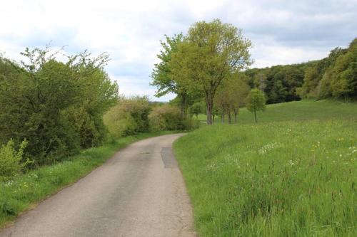a dirt road in a field with trees and grass at Eifelhaus LandLuft mit Infrarotkabine in Berlingen