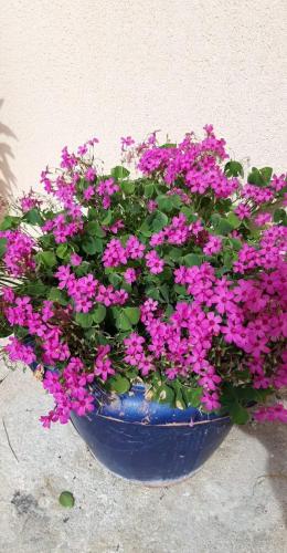 a blue pot filled with pink flowers sitting next to a wall at Apartament Gloria&Mitati in Orikum