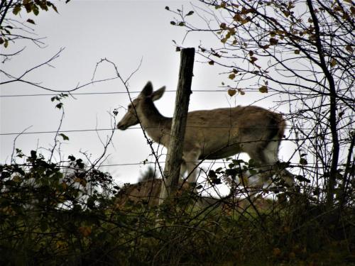 a deer standing next to a fence at The View Fellering in Fellering