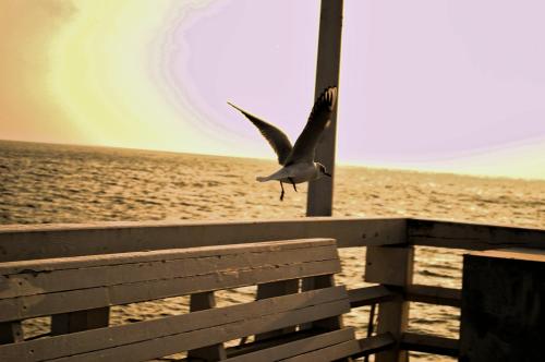 a bird flying over a fence at the beach at Domek nad jeziorem, a morze w gratisie in Wisełka