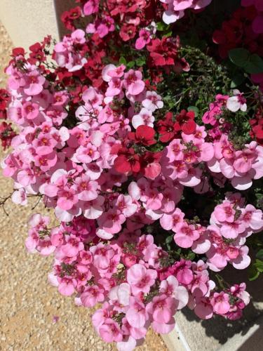 a bunch of pink flowers sitting on the ground at Au Fil des Cévennes in Saint-Jean-de-Maruéjols-et-Avéjan