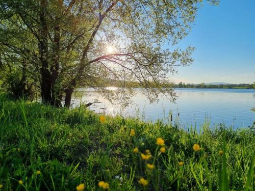 a tree next to a body of water at Ferienwohnung Gerersdorf in Gerersdorf bei Güssing