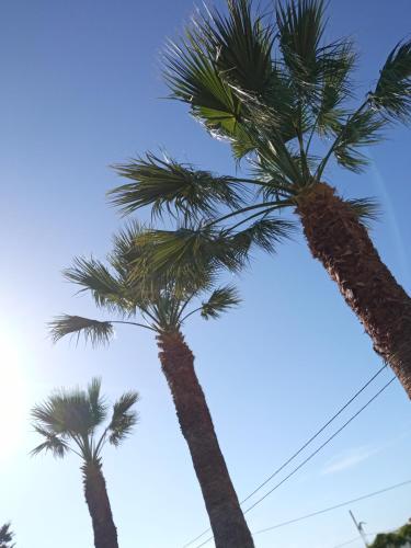 two palm trees against a blue sky at Atheneon Rhodes in Theologos