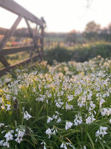 a field of white flowers in the grass at The Rose Barn, Ysgubor y Rhosyn in Llandysul