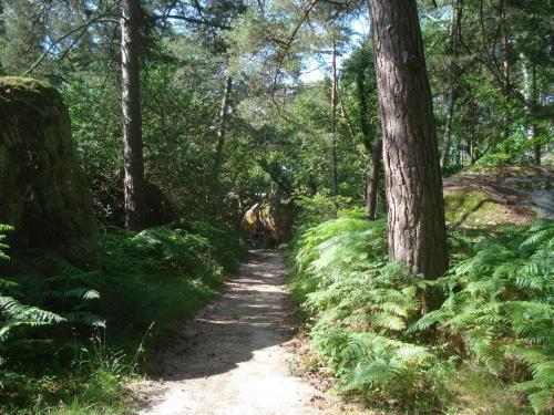 a trail in a forest with trees and plants at Les Prémices De La Forêt in Chailly-en-Bière