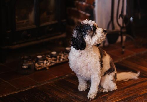 a dog sitting on the floor in front of a fireplace at The Ship Inn in Mundesley