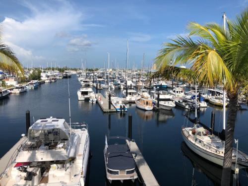 a group of boats docked in a marina with palm trees at The Perry Hotel & Marina Key West in Key West