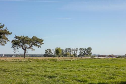 a green field with a tree in the distance at Vakantiewoning onZENhof in Heuvelland