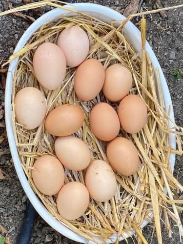 een hoop eieren in een mand op hooi bij B&B Lodge dell'Ospite Ischia in Ischia