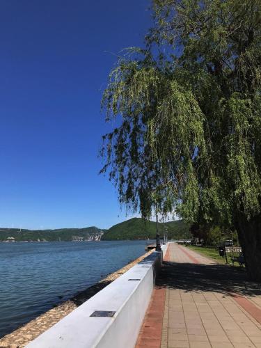a tree on the side of a lake at Apartman studio Milojkovic in Golubac