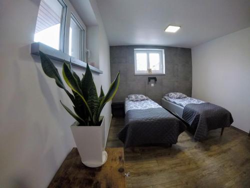 a room with two beds and a potted plant at Przystanek Tykocin - apartamenty gościnne in Tykocin