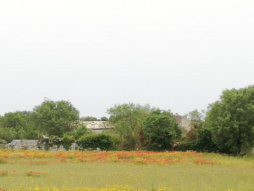 a field with a field of flowers and trees at Agriturismo Fondo Paliemmu in Modica