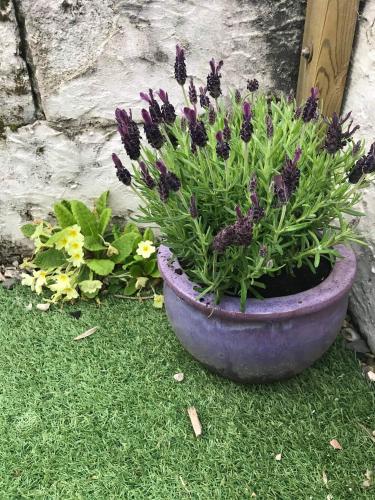 a purple plant in a pot on the grass at Lavender Cottage in Presteigne