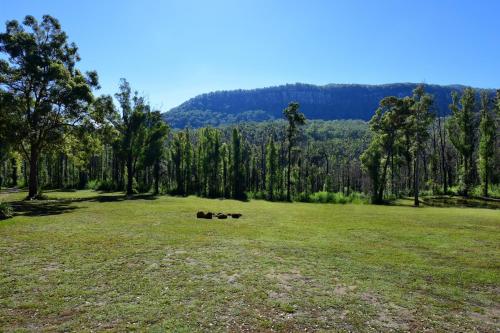a group of animals laying in a field of grass at Pindari Tiny Home Kangaroo Valley in West Cambewarra