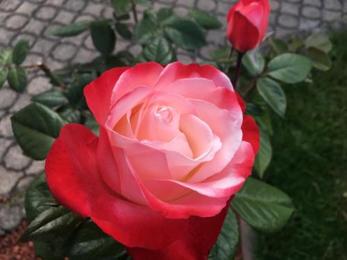 a pink rose in front of a bush of roses at Ferienwohnung Evelyn und Reinhard Himmler in Pleinfeld