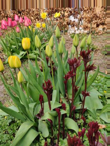 a garden of flowers with green and purple flowers at Rosenhuset in Haderslev