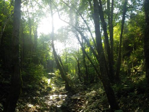 a forest with the sun shining through the trees at Bed and Breakfast Casanova de Sant Miquel in Aiguafreda