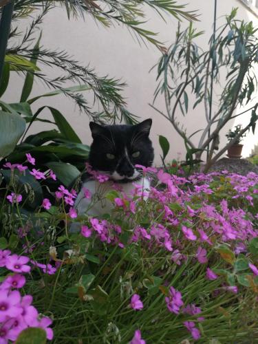 a black cat sitting in a bunch of flowers at Apartment Punta in Pula