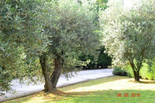 a group of trees in a yard with a sidewalk at La Colombara - Fra i colli a 5 minuti dall'autodromo in Imola