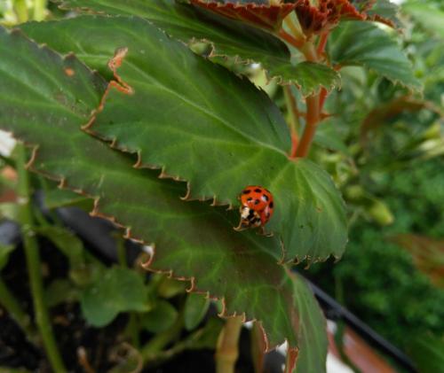 a ladybug is sitting on a green leaf at Le3stanze in Borgomanero