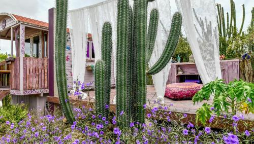 a garden with cacti and flowers in front of a house at Mammaloe in Oranjestad