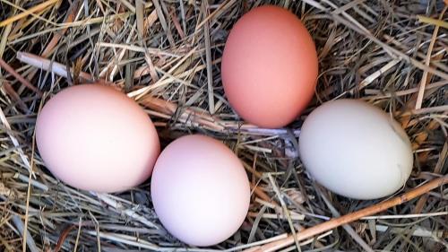 four eggs in a nest on hay at Ferienwohnung - a Auszeit in Neumarkt in Steiermark