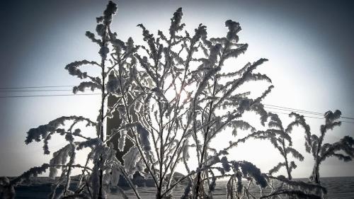 a black and white photo of a tree with leaves at Ferienwohnung - a Auszeit in Neumarkt in Steiermark