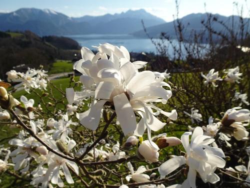 a white flower on a tree with mountains in the background at Biohof Schwanser in Steinbach am Attersee