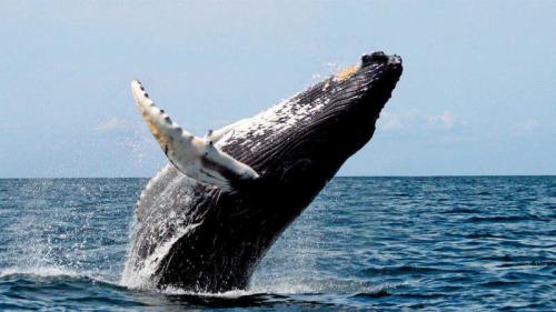a humpback whale jumping out of the water at Refugio Mr Jerry Eco House in Bahía Solano