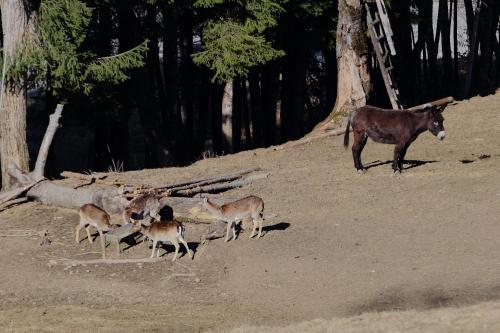 別荘の敷地内または近くにいる動物