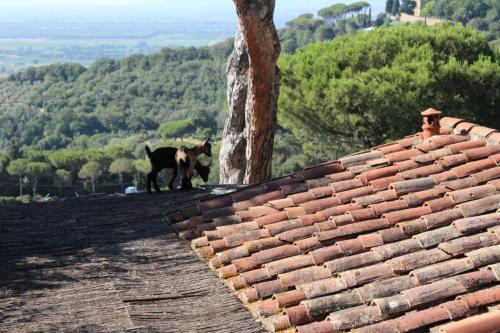 Agricamping La Gallinella