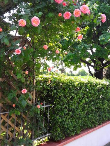 B&B LA ROSA GIALLAにある庭
