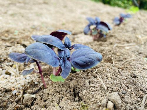 a group of blue plants growing in the dirt at Il Nuraghe del lago Coghinas in Oschiri
