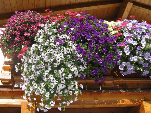 a bunch of flowers in a hanging basket at Appartements Schneezauber in Lermoos