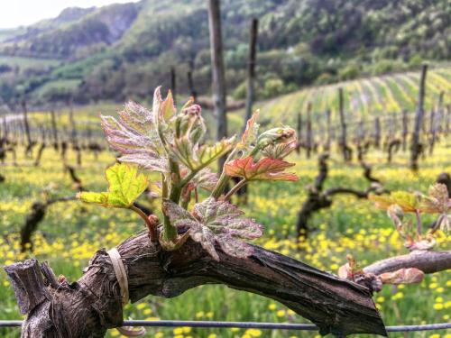 a plant growing on a tree branch in a vineyard at Cascina Bertolotto Wine Resort in Spigno Monferrato