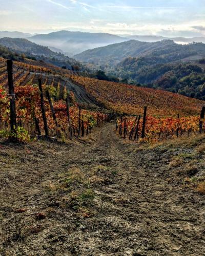 a vineyard in the middle of a hill with a fence at Cascina Bertolotto Wine Resort in Spigno Monferrato