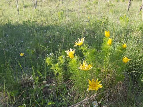 a field with yellow flowers in the grass at Téli Berek Vendégház in Abod