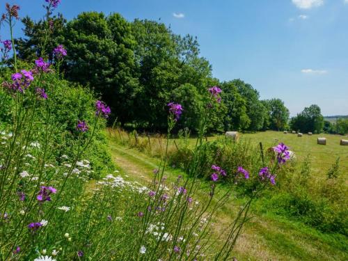 a field with purple flowers and cows in a field at Charmant appartement à la ferme, 2 chambres, Wi-Fi, proche Auxi-le-Château - FR-1-376-28 in Wavans